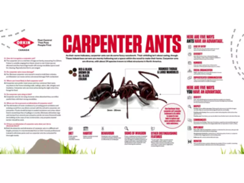 Carpenter Ants in Canada: Orkin Canada’s Expert Advice for Homeowners