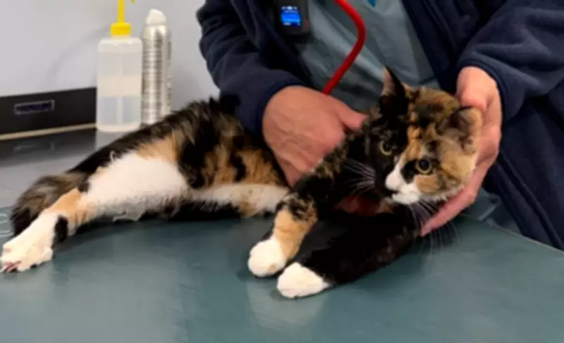 Cat Survives 10-Storey Fall from Boston Apartment Window