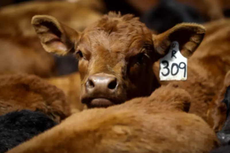 Cattle Association Opposes Potential Mercosur Trade Deal