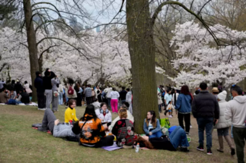 Cherry Blossoms in Toronto to Reach Peak Bloom This Weekend: Best Spots