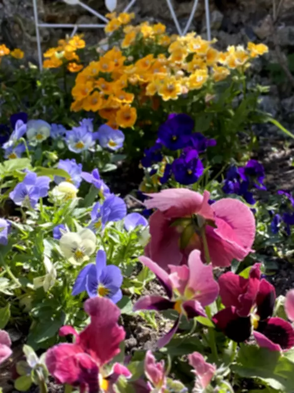 City Gardener: Expert Tips for Planting a Beautiful Spring Garden