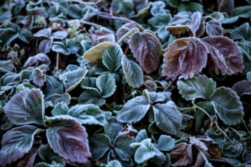 City Gardener: Protecting Plants from Late May Frosts in Ontario
