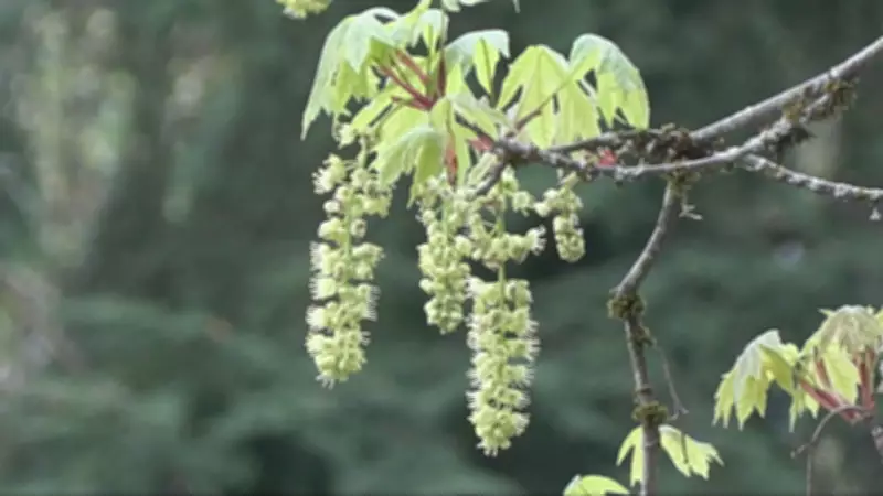 Climate Change Extends Allergy Season, Experts Warn