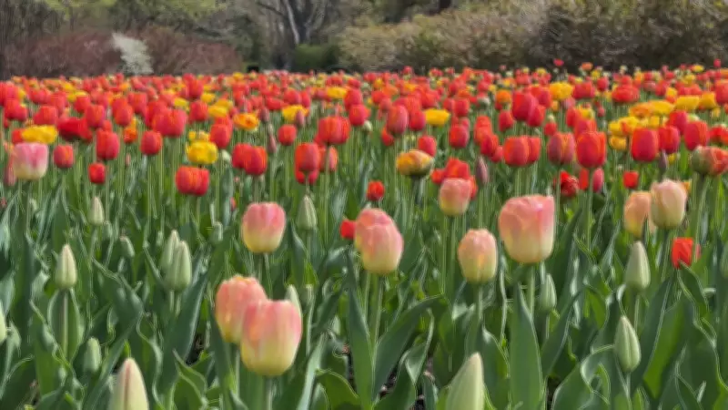 Cloudy and Cooler Wednesday in Ottawa: Weather Forecast