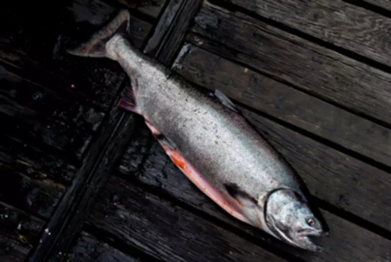 Cocktail of Pills, Caffeine, Fire Retardant Endangers B.C. Chinook Salmon
