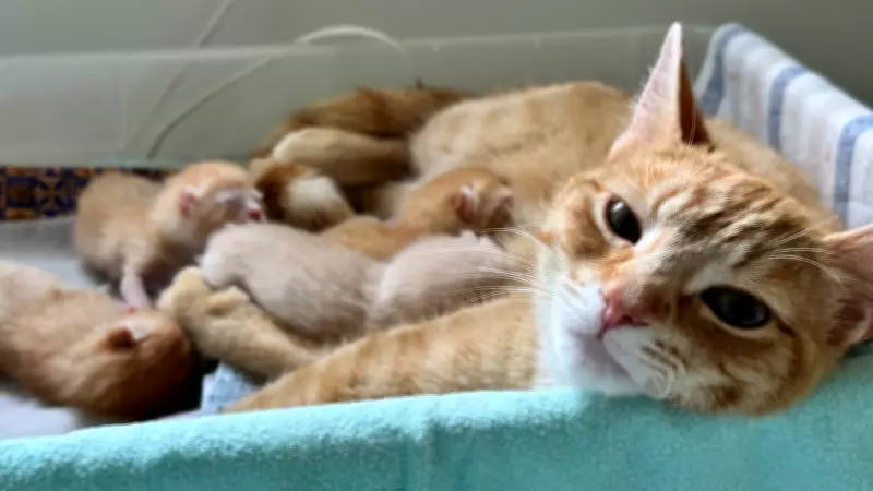 Collingwood Shelter Hosts Baby Shower for Soon-to-Be-Born Kittens