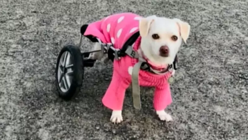 Community Raises $3,600 for Halifax Dog Whose Wheelchair Was Stolen