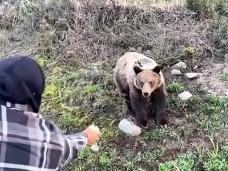 Conservation Officers Probe Illegal Hand-Feeding of Grizzly Bears in Smithers Area