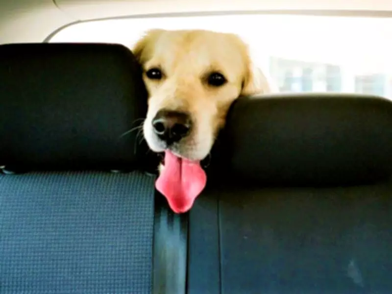 Coquitlam Woman Fined $500 for Leaving Two Dogs in Hot Car