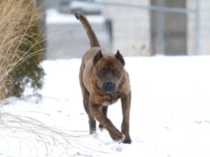 Court Hears Harrowing Testimony in Edmonton Dog Attack Criminal Negligence Case
