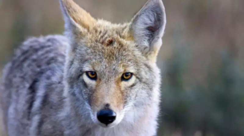 Coyote Swam 2 Miles to Alcatraz, Surprising Biologists
