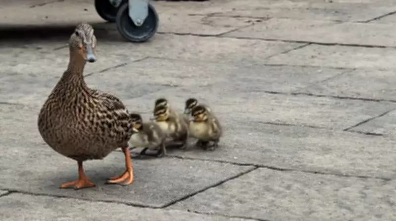 Daisy the Duck Hatches Ducklings and Ventures into Lake