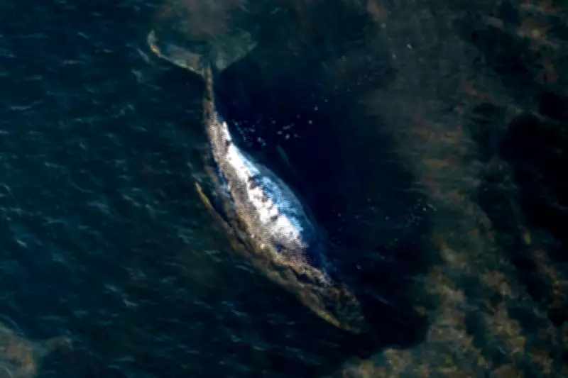 Dead Humpback Whale Brought to Shore in Denmark for Necropsy
