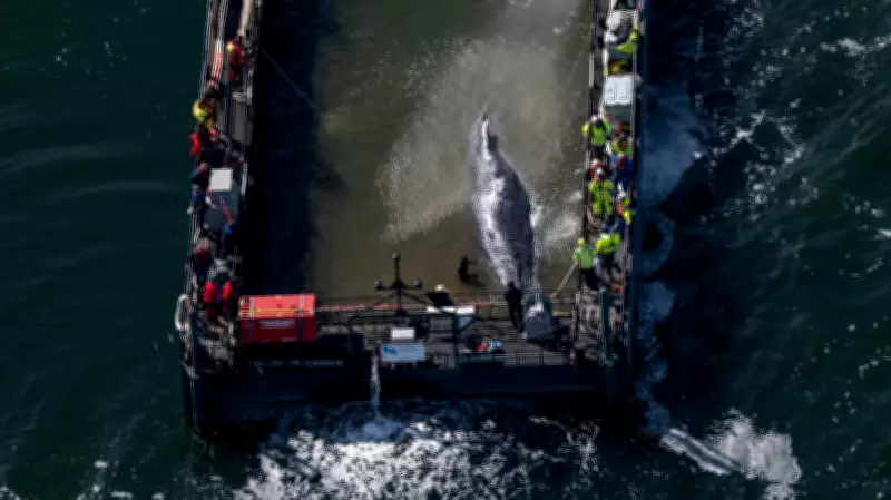 Dead Humpback Whale Confirmed as Rescued 'Timmy' Near Danish Island