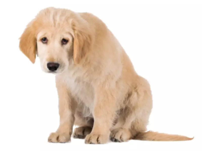 Dear Abby: Delightful Friend's 'Wonderful' Pup No Longer Welcome