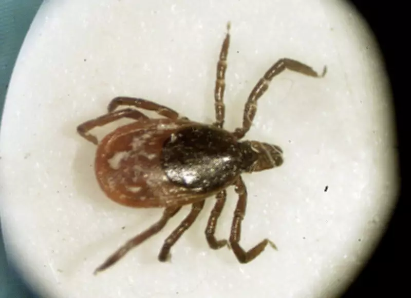 Debunked: No Evidence Planes Dropping Ticks Over Ontario