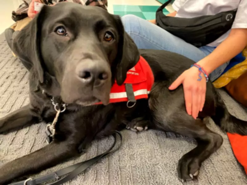 Demand Surges for Lions Foundation Facility Support Dogs as 40th Graduates