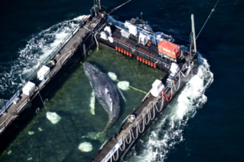 Denmark Checks if Dead Whale is Germany's Rescued Timmy