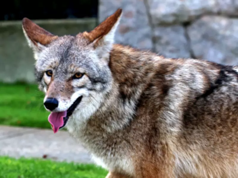 Despite Coyote Attacks, Markham Urges Coexistence: A Controversial Approach