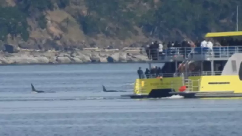 DFO Investigating Boat-Video of Orca Encounters in B.C.