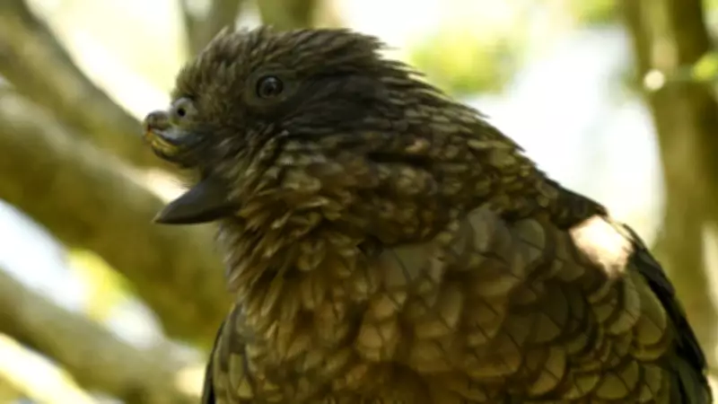 Disabled Kea Parrot Becomes First Disabled Animal to Lead Group