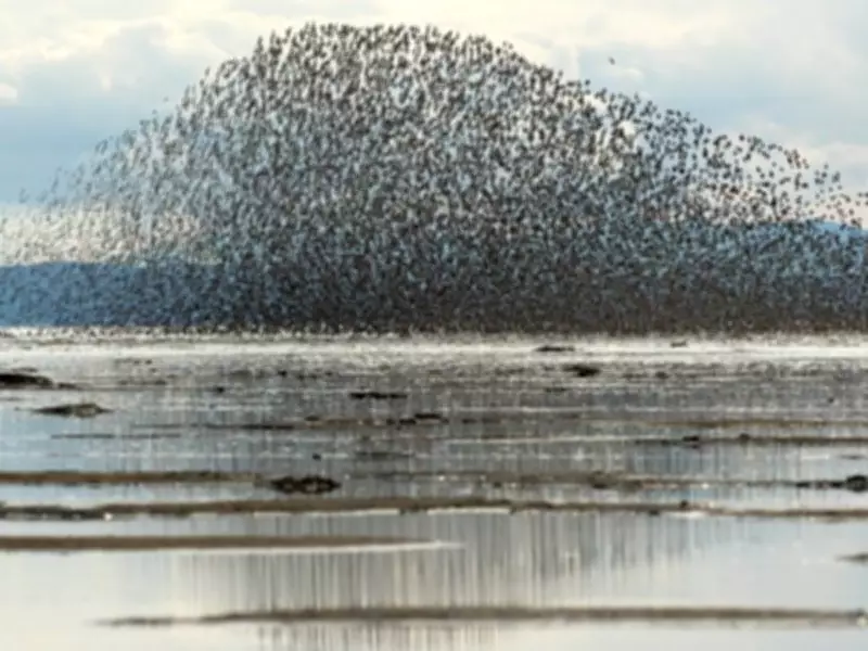 Documentary Reveals Port Expansion Threat to Migrating Sandpipers