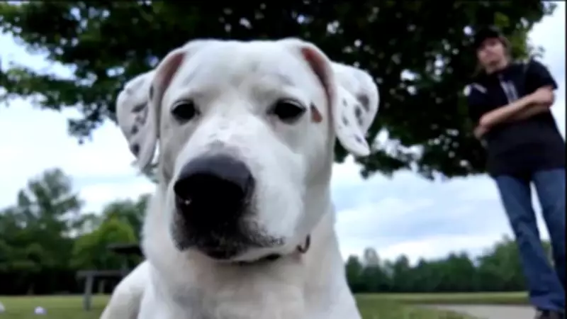 Dog Reunited with Owner After Being Swept Away in Floodwaters