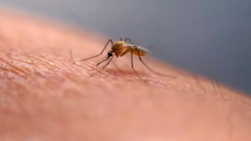 Edmonton mosquito population to stay low despite recent moisture: city