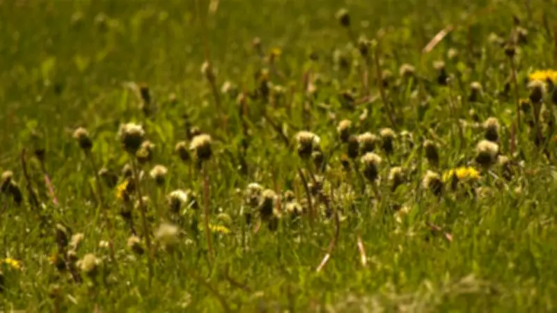 Edmonton Ramps Up Volunteer Weed Pulling Events This Spring and Summer