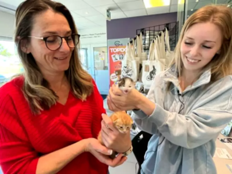 Eight Kittens Rescued After Being Left in Tied Bag Outside Chatham Shelter