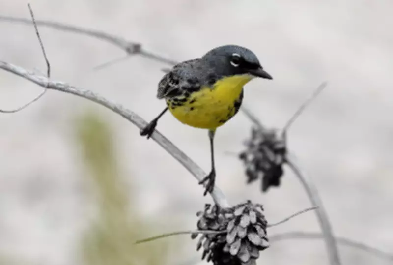 Endangered Kirtland's Warbler Spotted in Simcoe County Forest