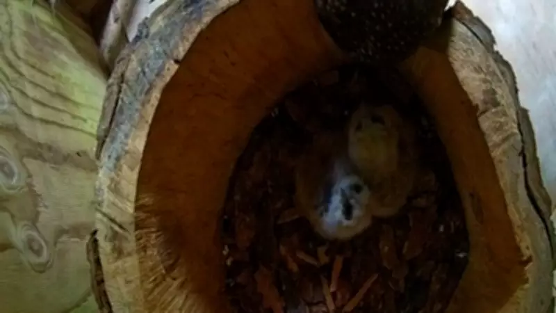 Endangered Northern Spotted Owl Chicks Spotted on B.C. Webcam