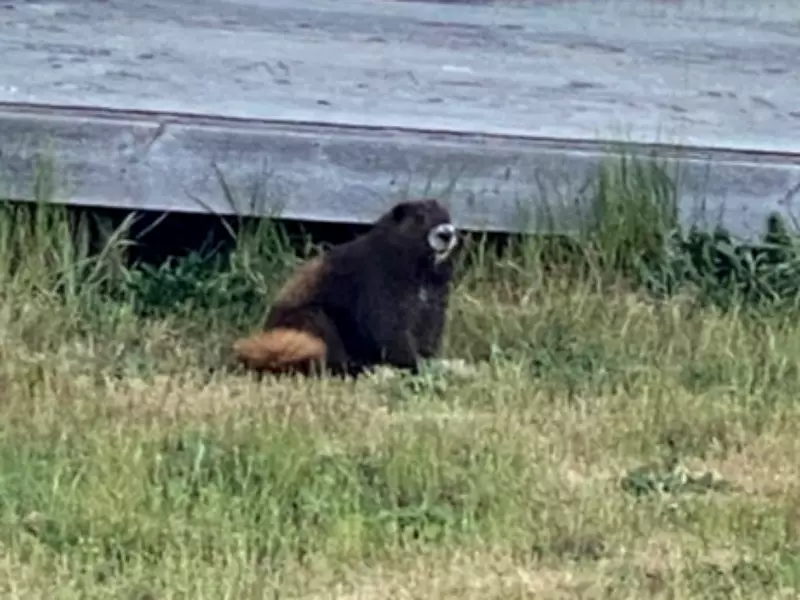 Endangered Vancouver Island Marmot Missing Near Campbell River, Reward Offered