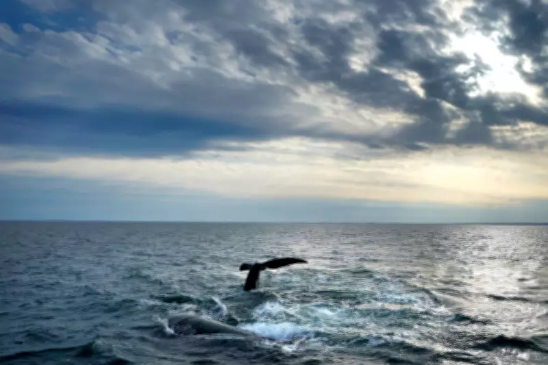 Endangered Whale Protections May Be Delayed to 2035 Under Trump-Backed Plan
