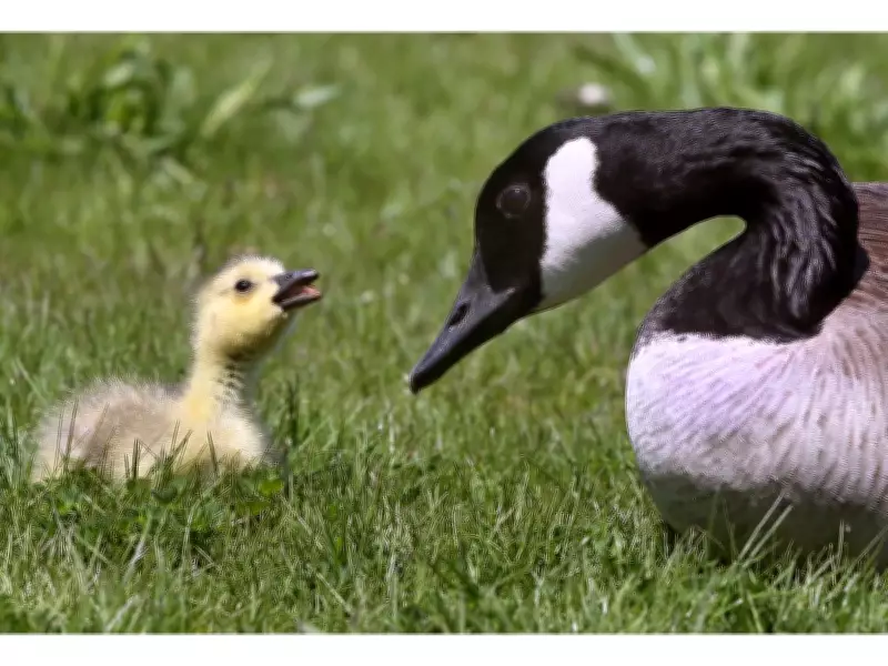 Essex Man Fined $1,000 for Harassing Canada Geese and Catching Gosling