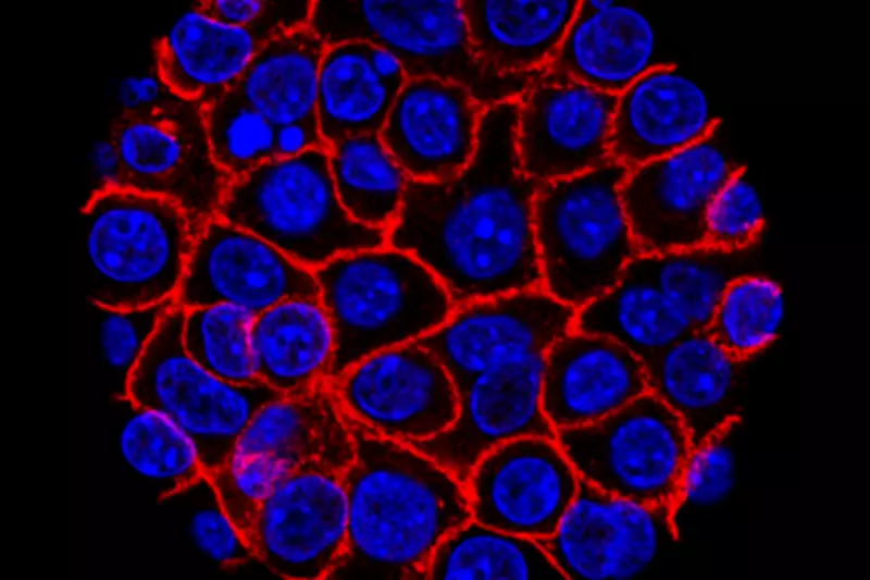 Experimental Pill Shows Promise for Deadly Pancreatic Cancer