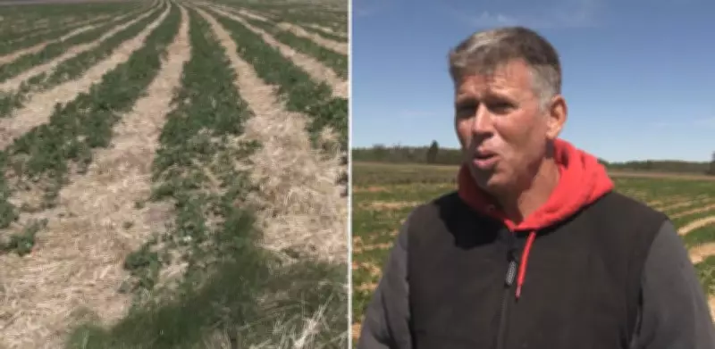 Farmers Stay Up All Night to Protect Crops from Cold Temperatures