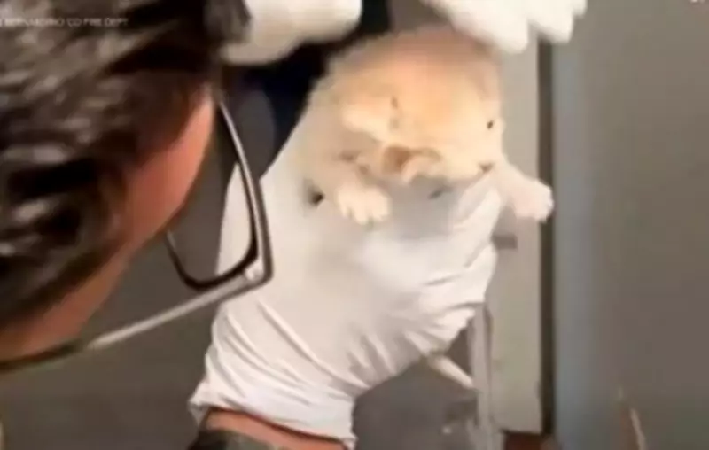Firefighters Rescue Kitten Trapped Behind Wall in California