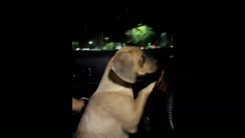 Florida man arrested after puppy exposed to cocaine, witnesses report strangulation