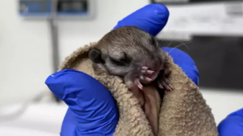 Flying squirrel rescued after magpie attack in SW Calgary