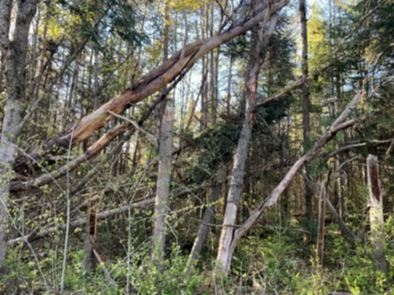 Four Downbursts Recorded on Night of Fatal Tree Fall in Ontario