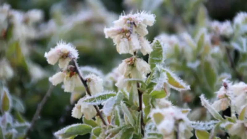 Freezing Temperatures, Frost on the Way to Maritimes Following High Heat