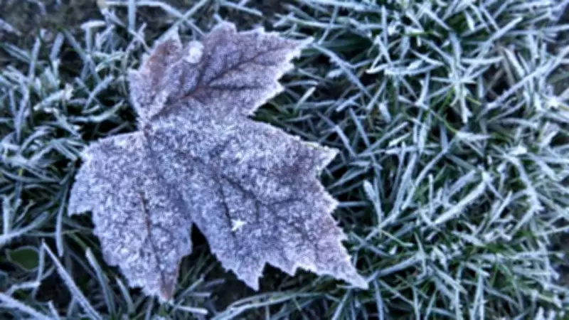 Frost Advisories for Parts of GTHA Ahead of Summer Long Weekend