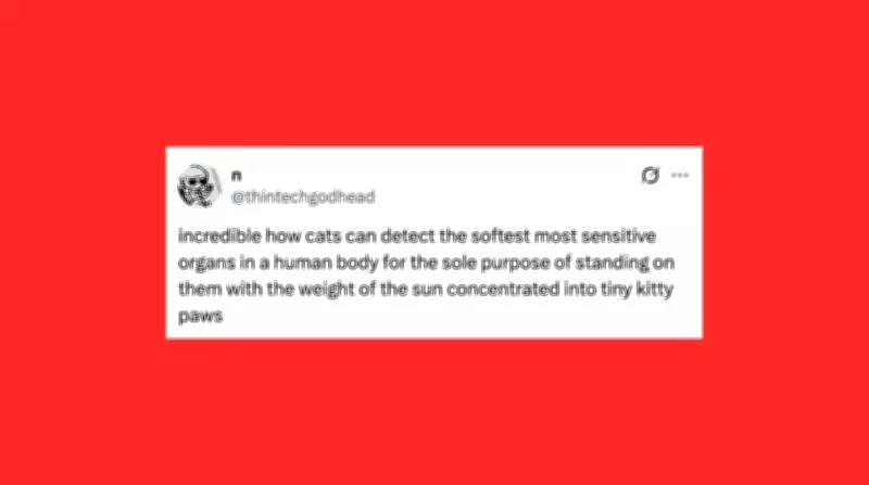 Funniest Pet Posts of the Week: Cats and Dogs at Their Best