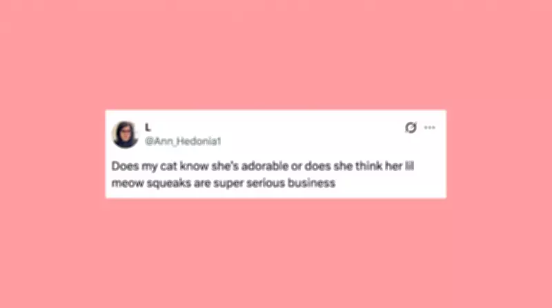 Funniest Pet Posts of the Week: Cats and Dogs Being Goofballs