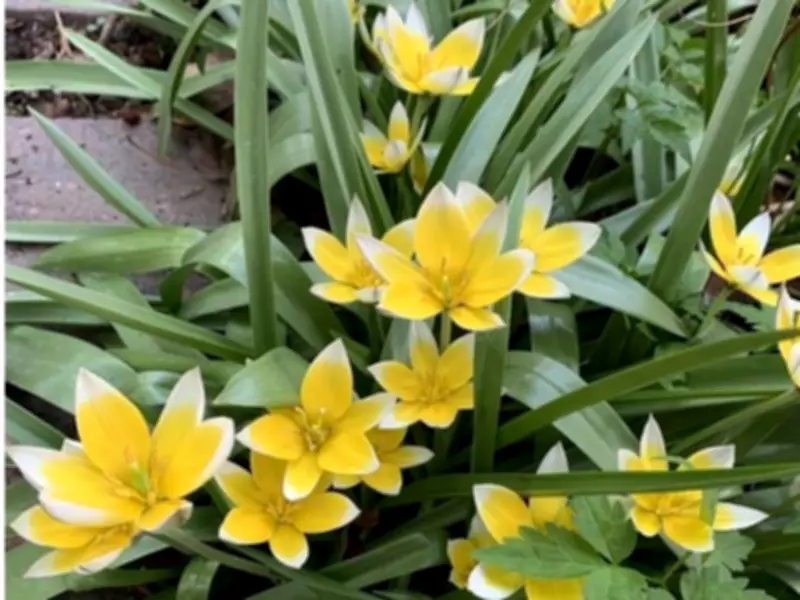 Gardening in Calgary: Get Your Spring Garden Ready Now