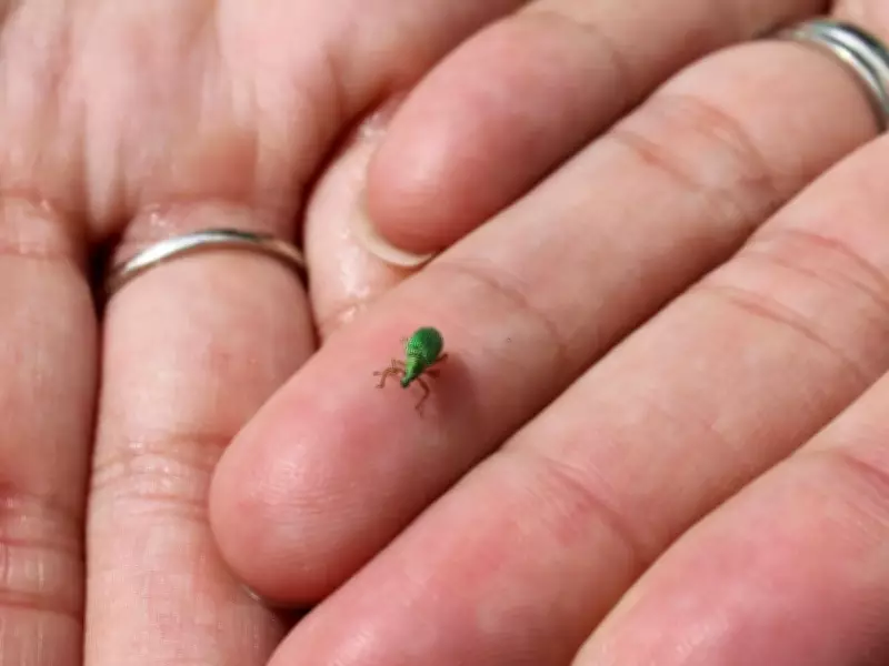 Gardening Woes: Battling Weevils in the Garden with Gentle Methods