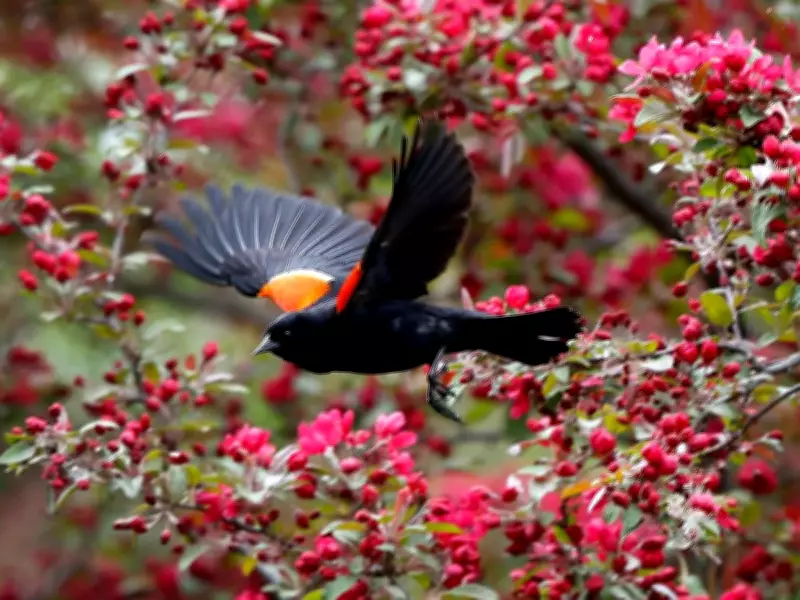 Gatineau Woman Fined $400 for Backyard Bird Feeder Sparks Debate