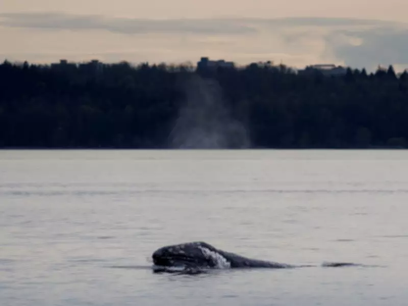 Grey Whale Sightings in B.C.: A Reminder of Hope and Peril
