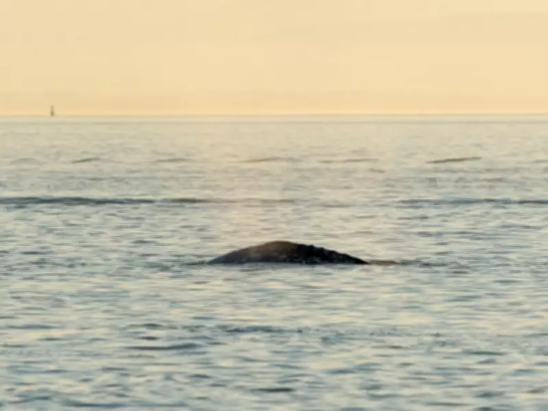 Grey Whale Struck by Jet Ski Near Vancouver Spotted Heading Out to Sea